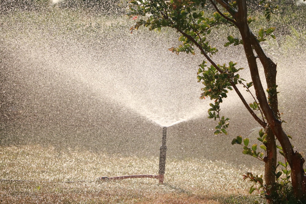 irrigatore da giardino accanto all'albero