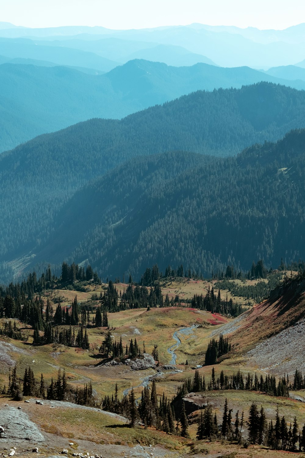 aerial photo of a forest