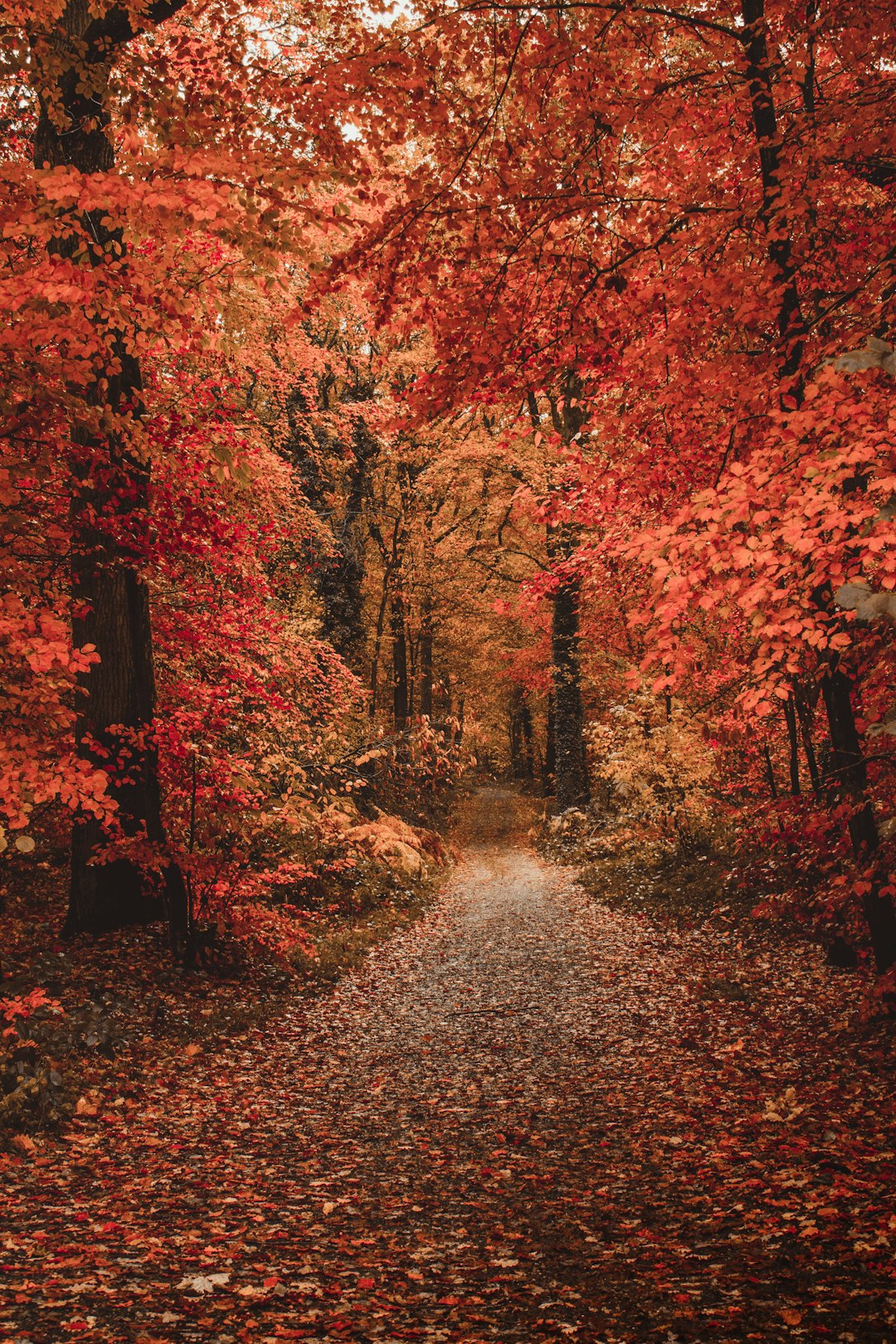 orange flowering trees showing pathway