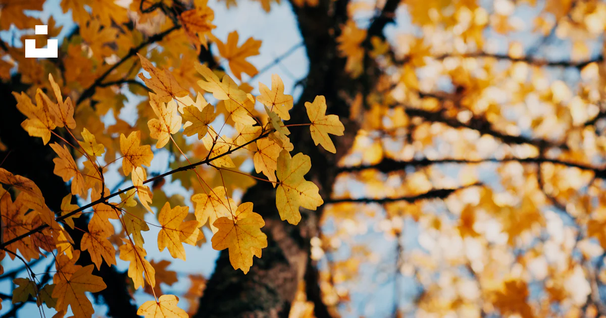 Daytime Tree Yellow tree during daytime photo – Free Leaf Image on Unsplash