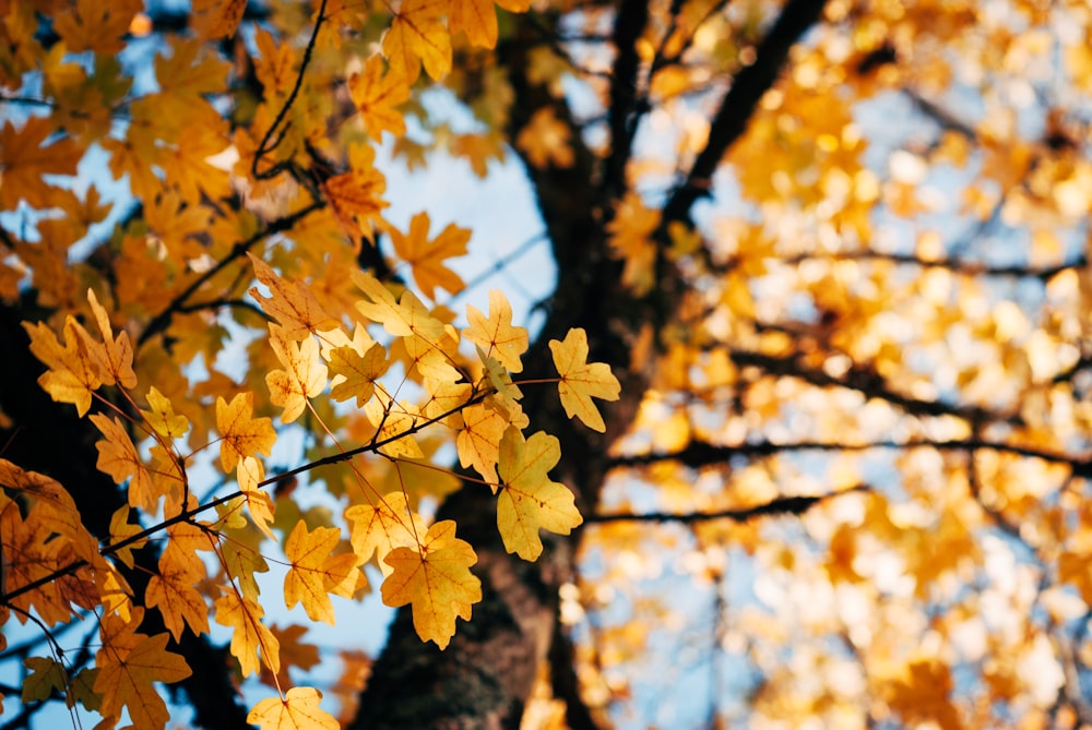 yellow tree during daytime