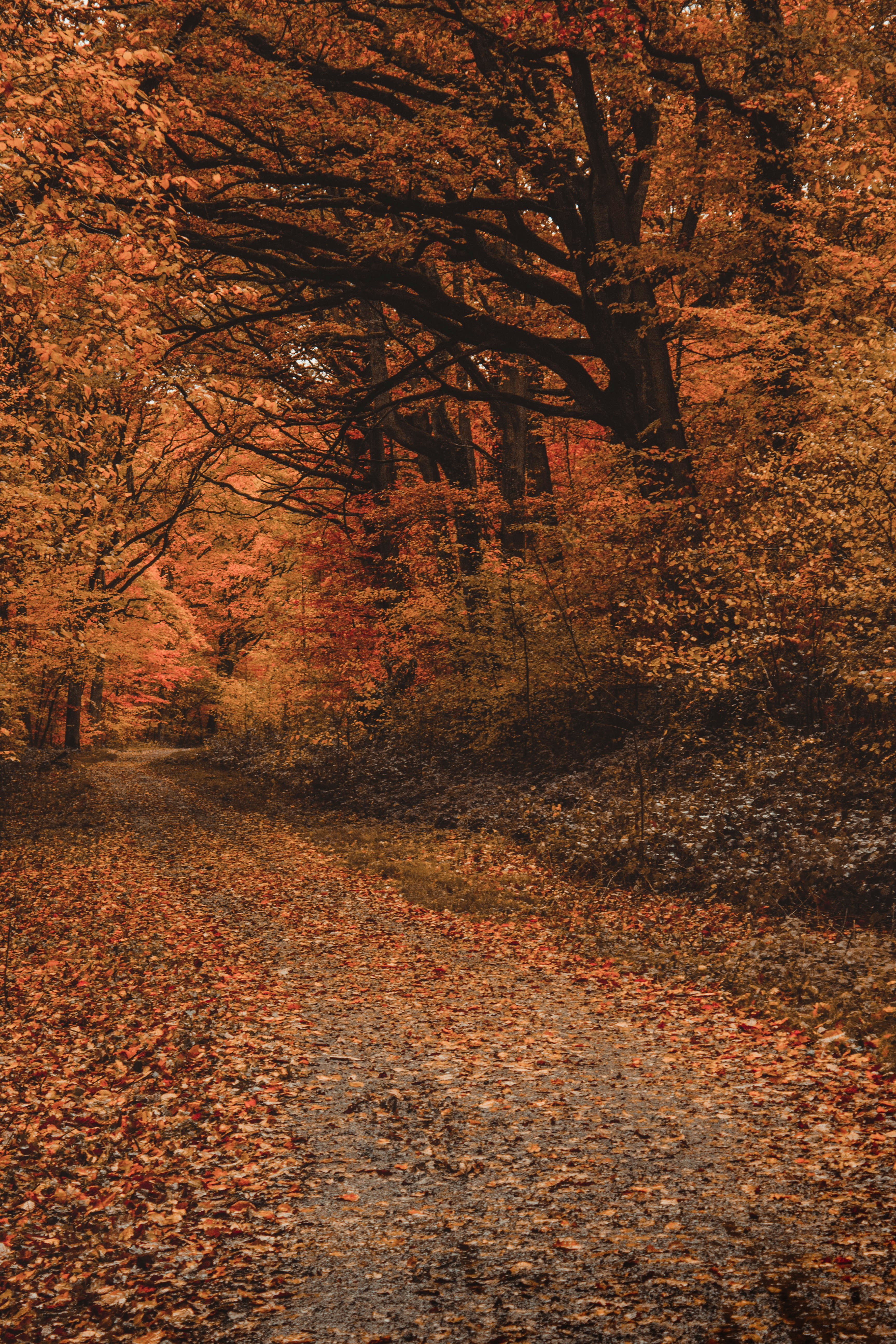 木々の間の路地の写真 Unsplashで見つけるポーランドの無料写真