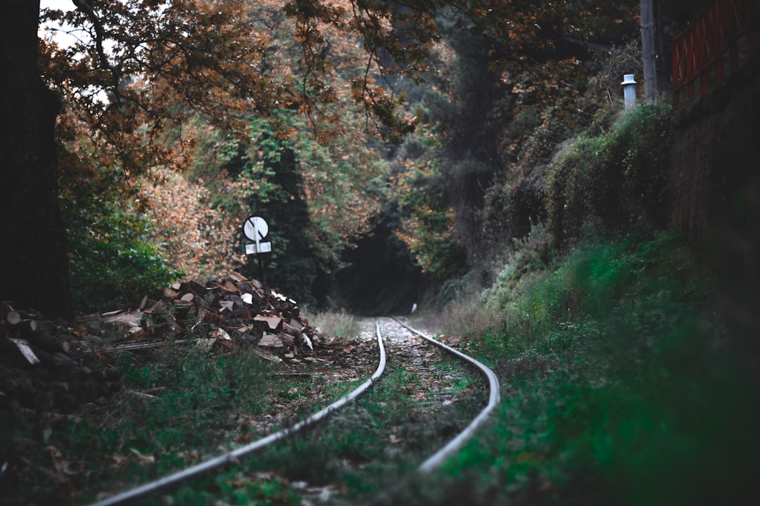 Forest photo spot Zachlorou Greece