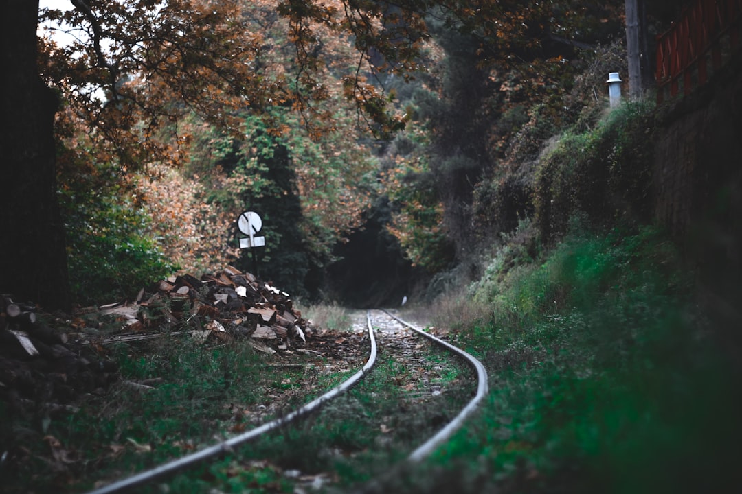 railroad surrounded with trees,