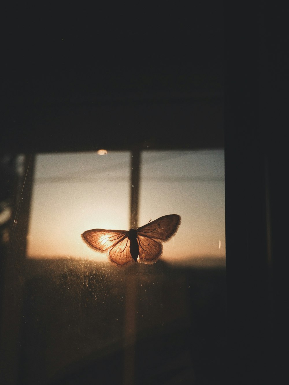 butterfly on clear glass sheet in selective focus photography