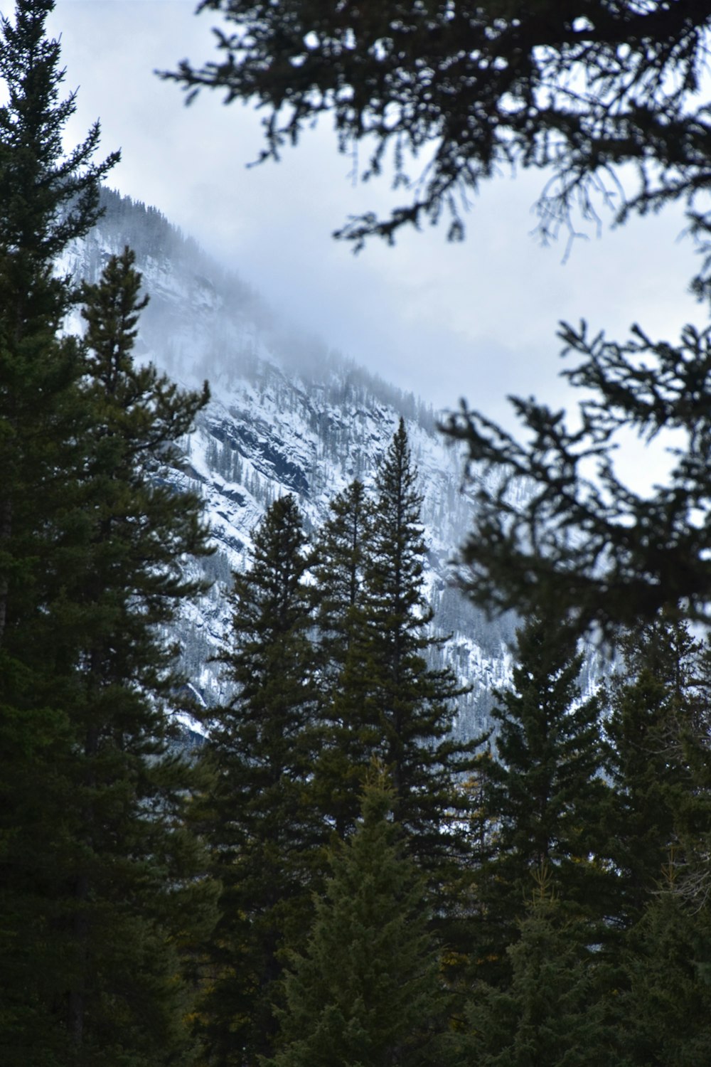 pine trees near snow-covered mountain during daytime
