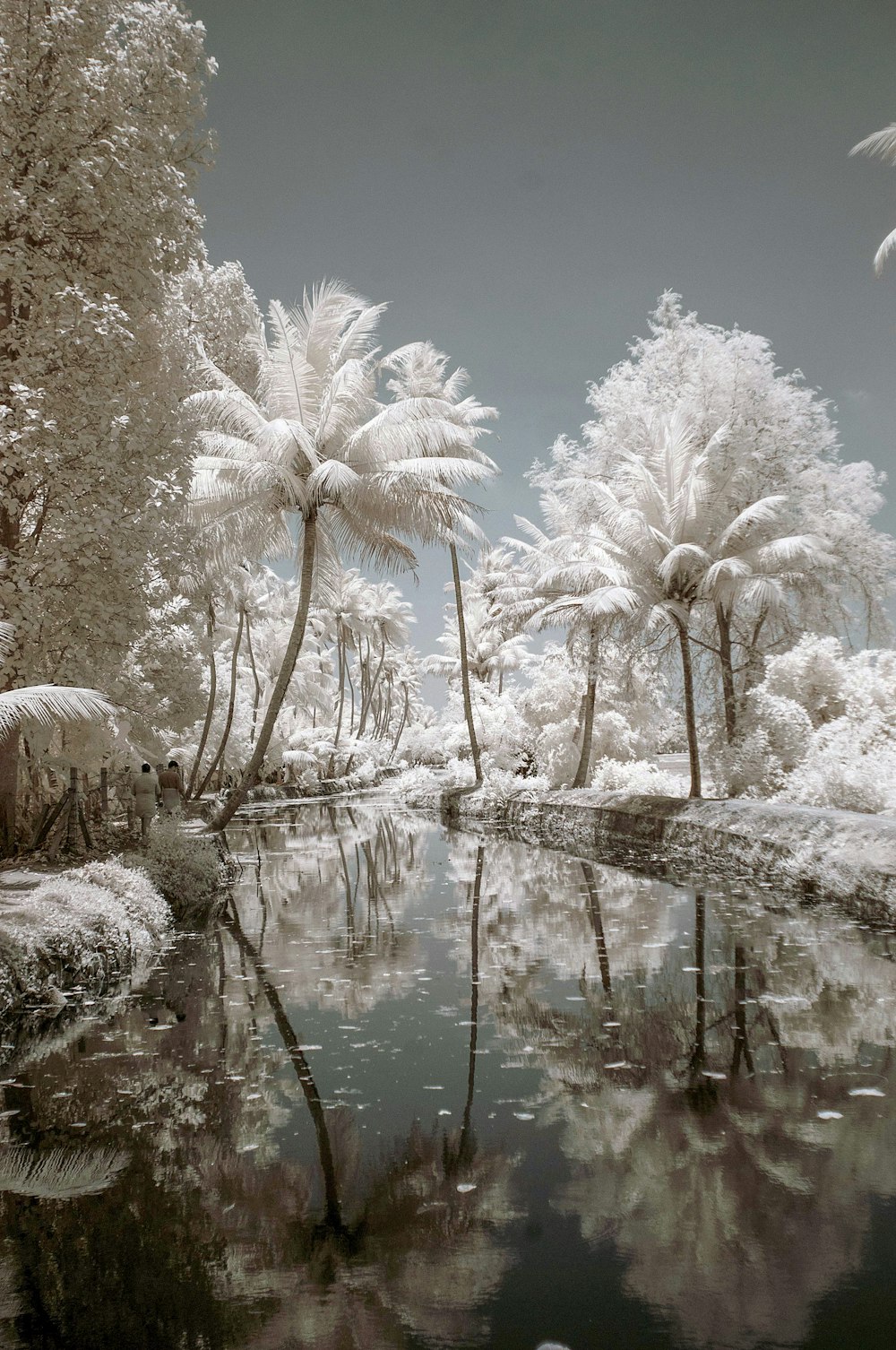 white trees near river painting