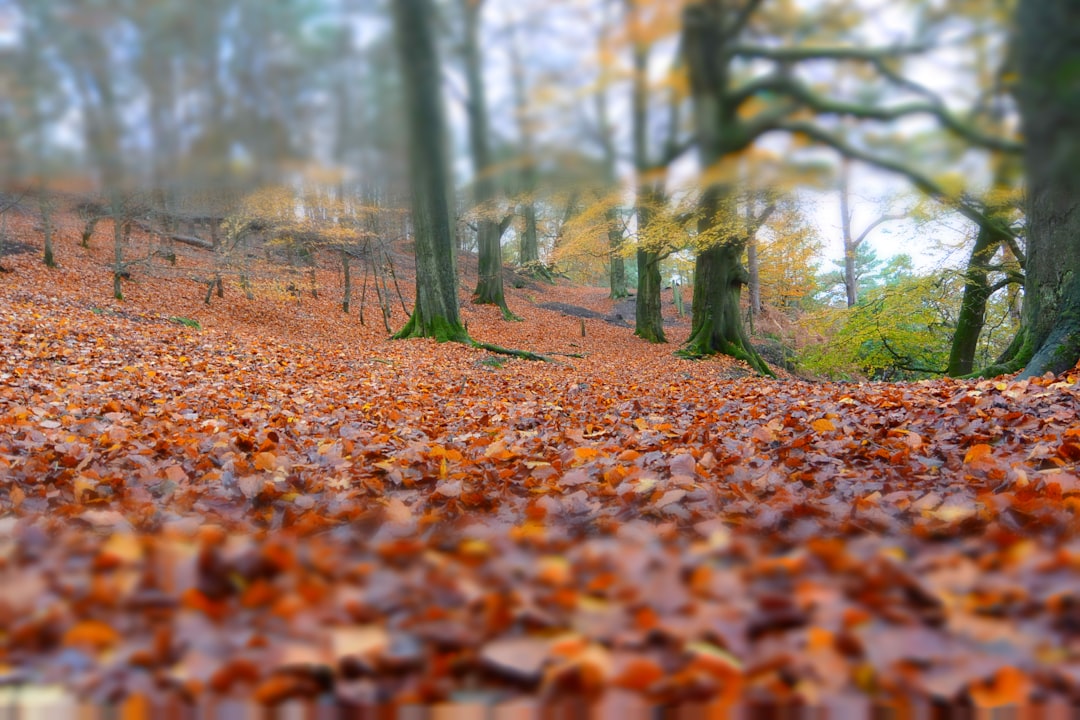 Forest photo spot Alderley Edge Derbyshire