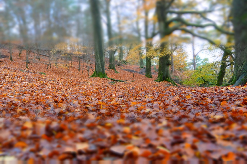 dried leaves in forest