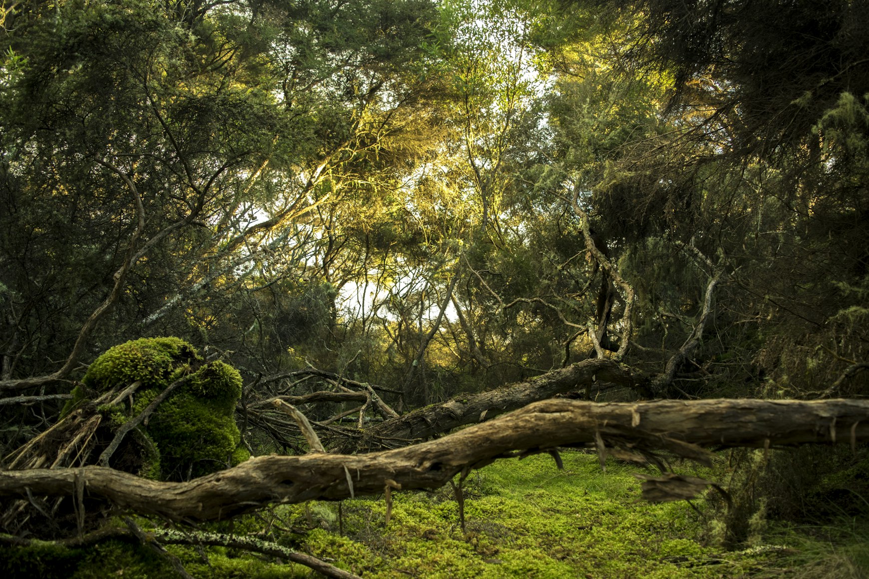 The Hike Through the Jungle 
