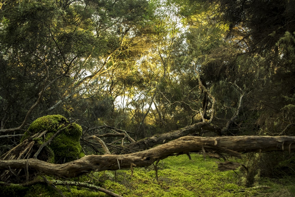 árvores na floresta