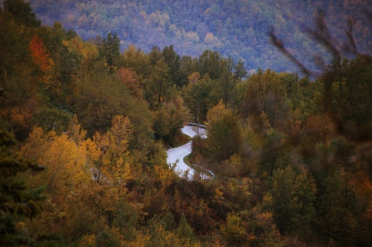 road between trees during daytime in Abruzzo Italy