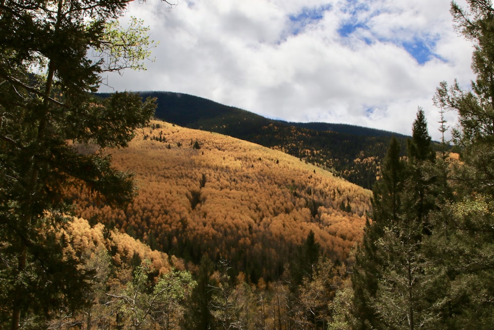 brown and green trees covering hill slopes