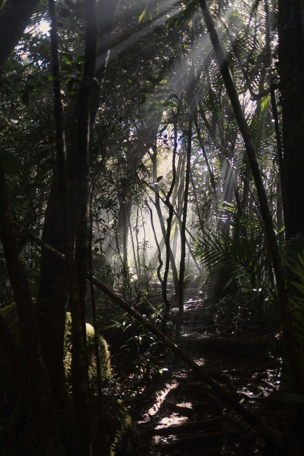 green forest