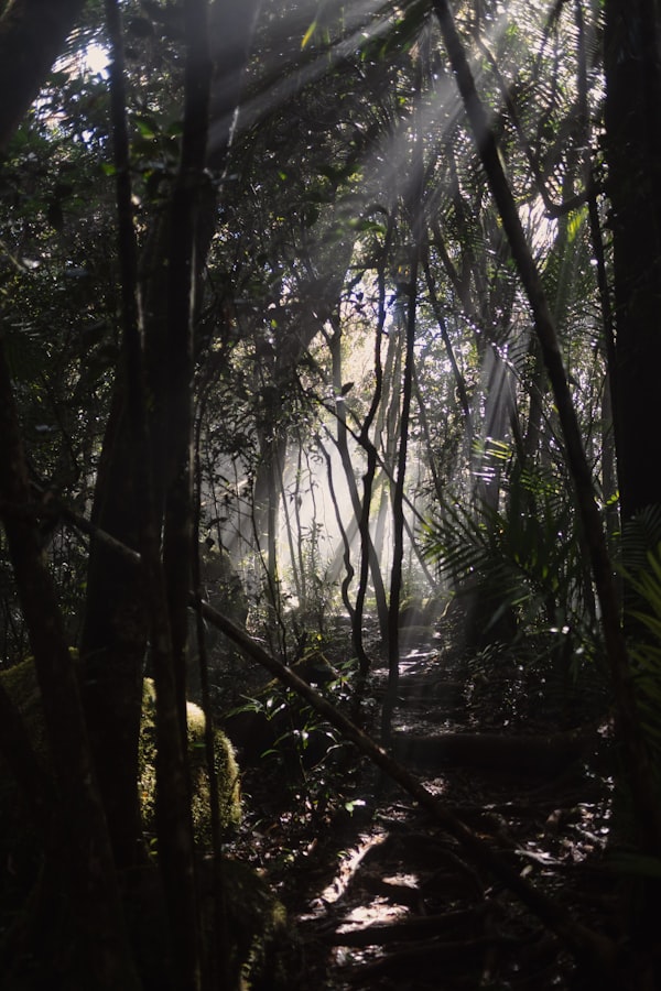 Mount Bartle Frere Trail