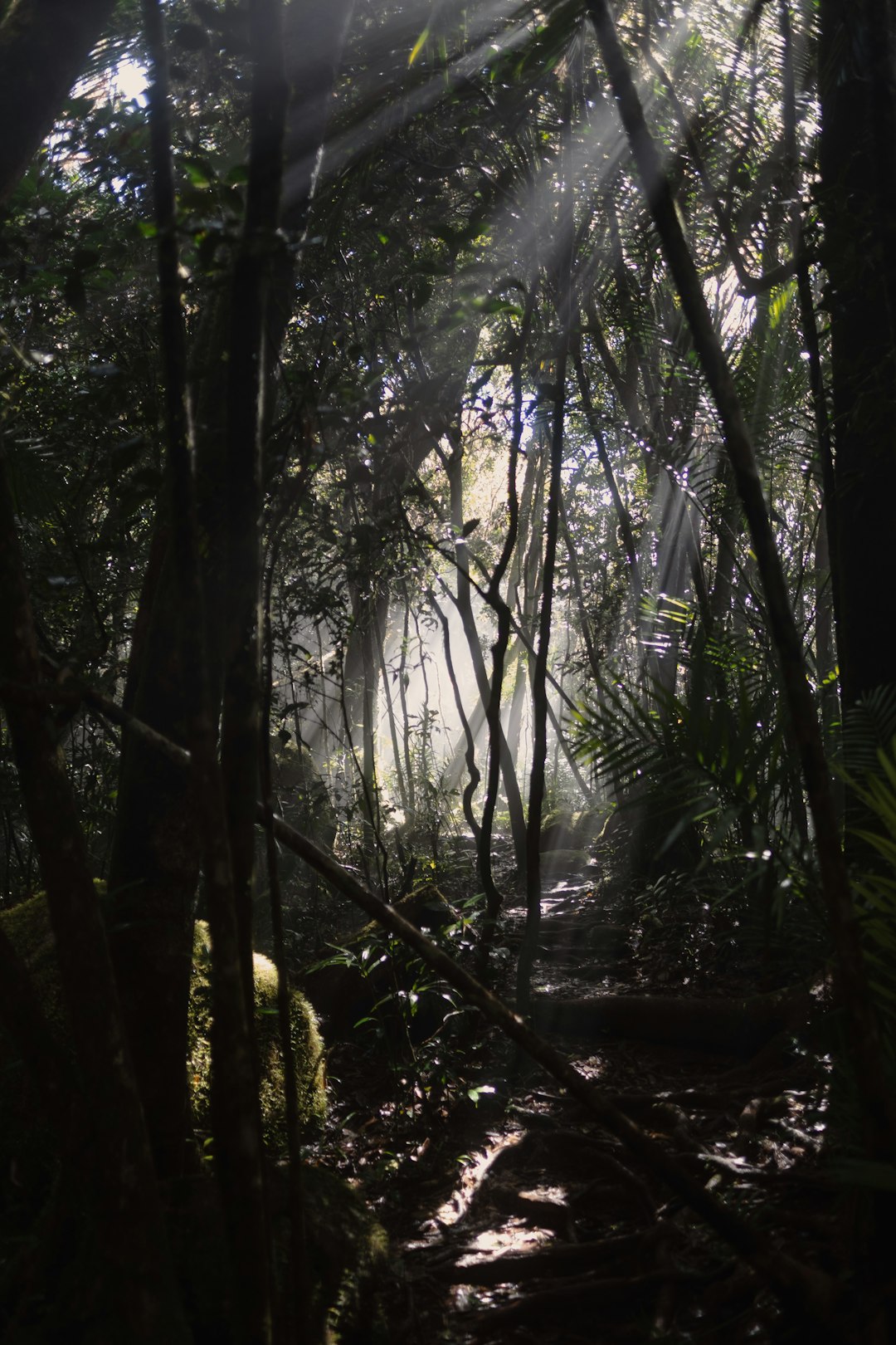 Forest photo spot Mount Bartle Frere Cairns