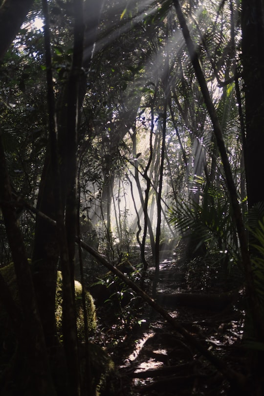 photo of Mount Bartle Frere Forest near Cairns Aquarium