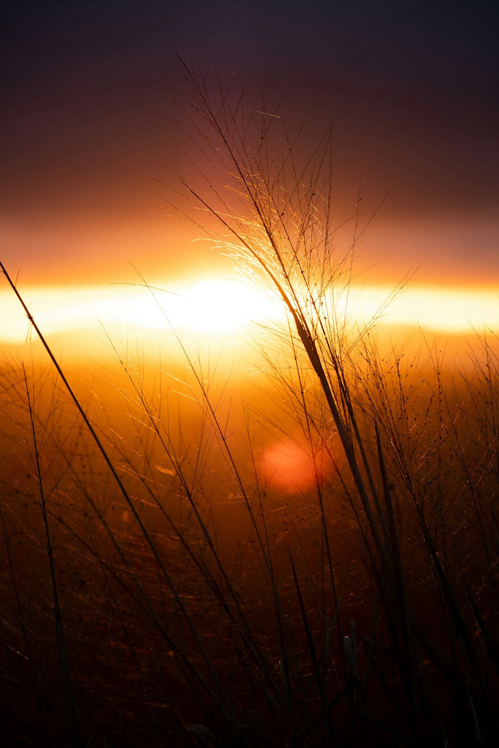 silhouette of grain field during sunset