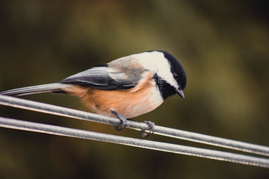 white, brown, and black small beaked bird on gray cable in Cobourg Canada