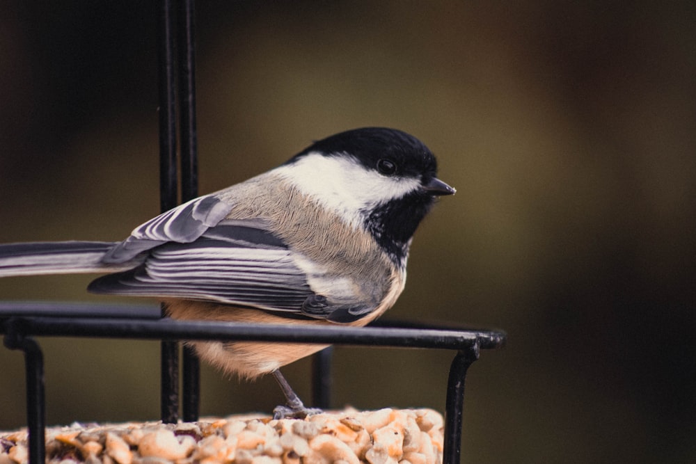 weißer und schwarzer Vogel auf schwarzer Oberfläche