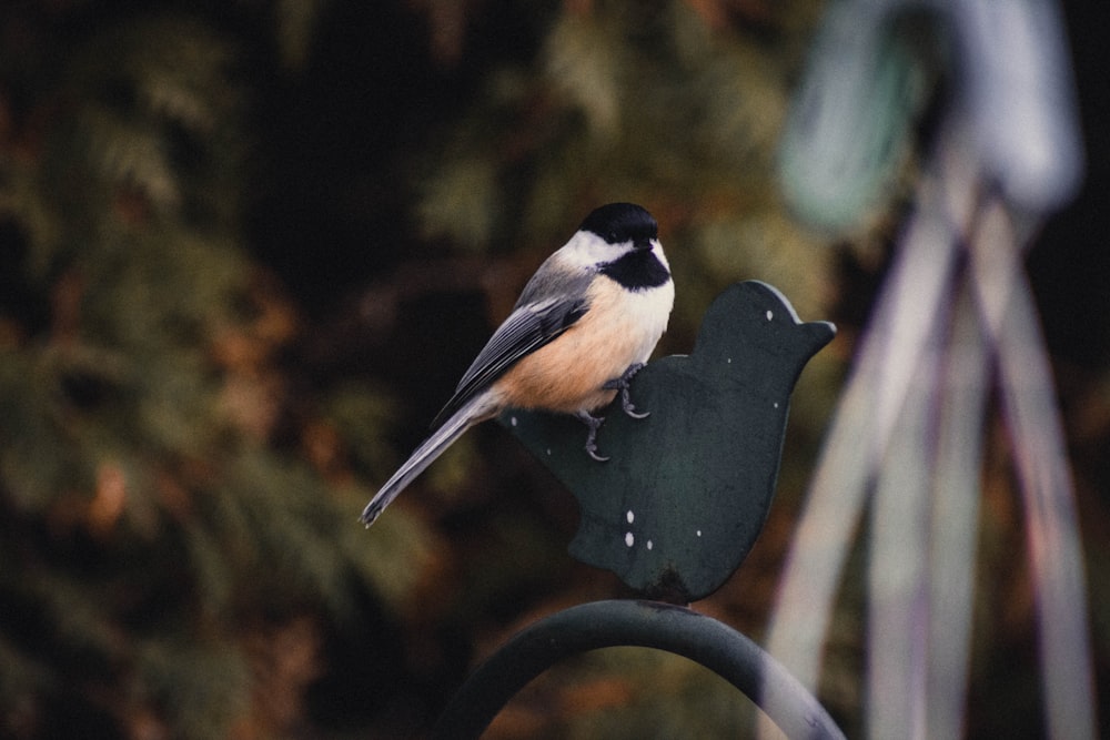 short-coated brown and black bird perching on black signage