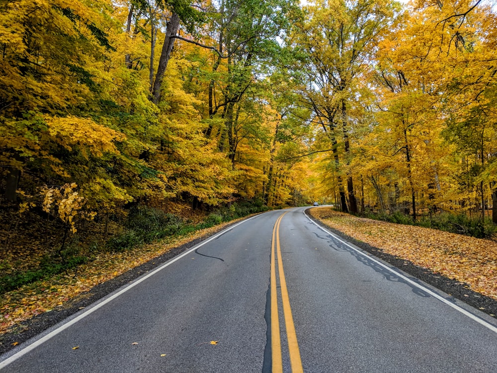 gray concrete road surrounded by trees