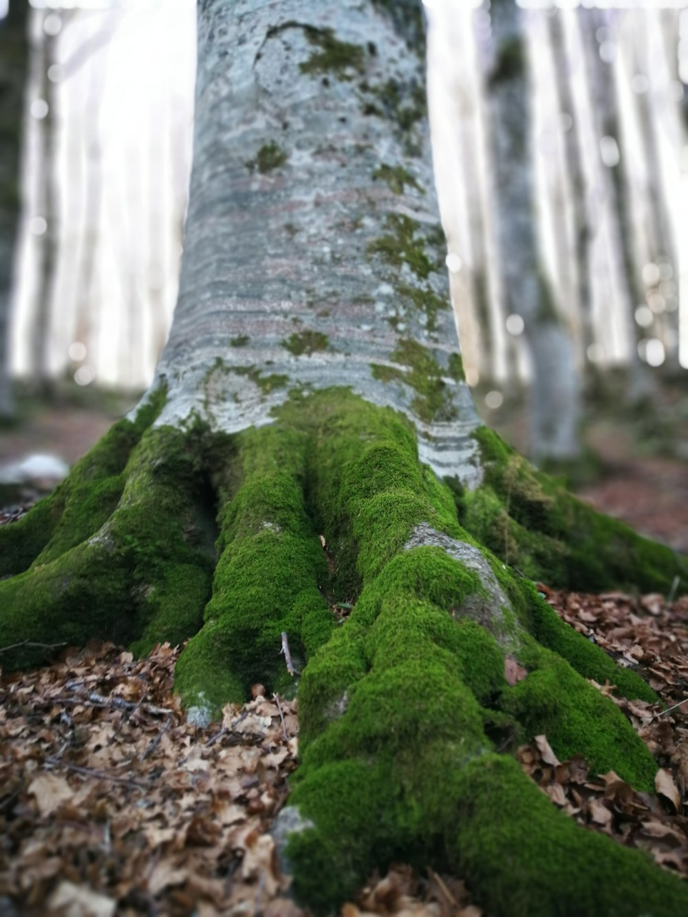 Algas verdes nas raízes das árvores