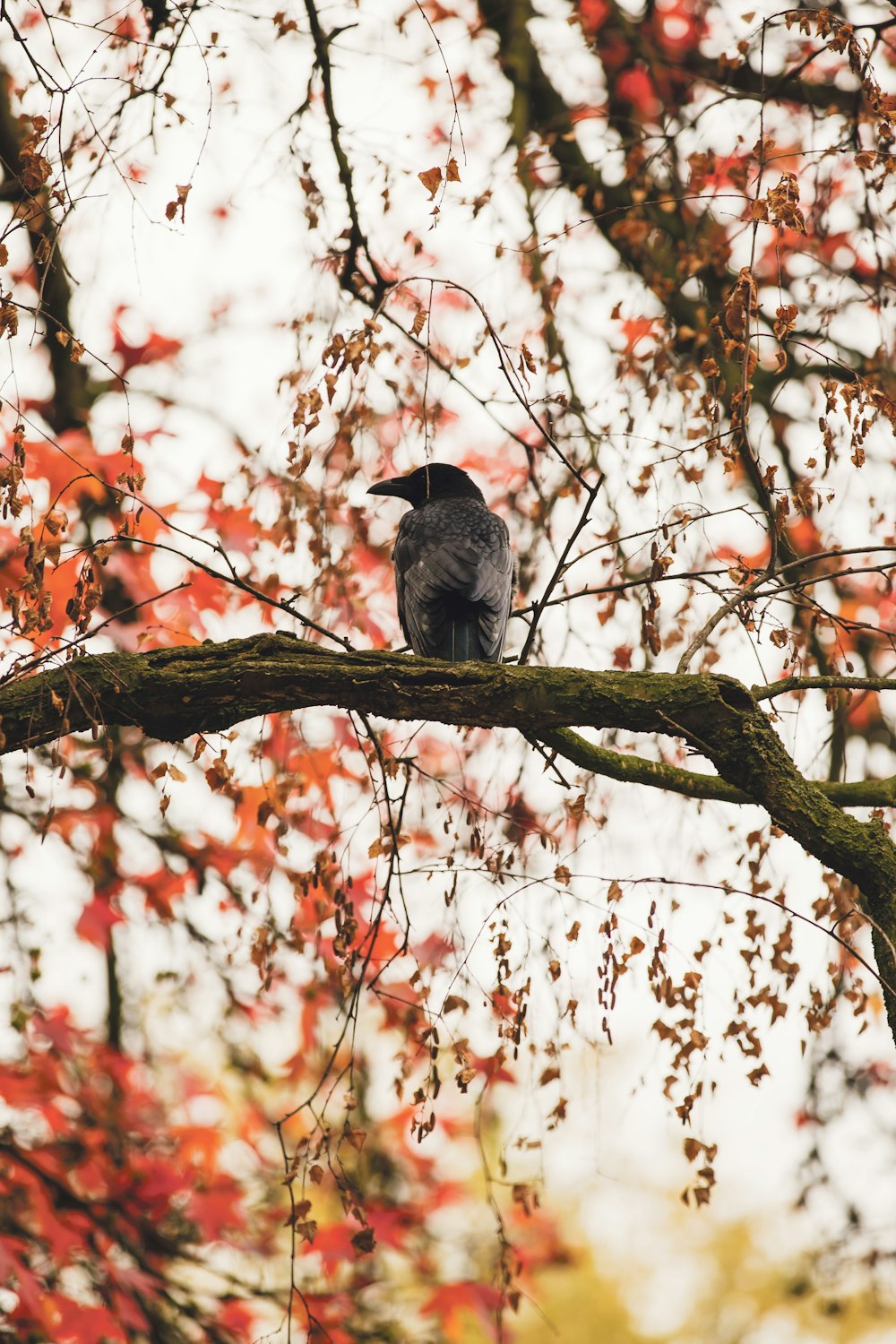 black bird on branch during daytime