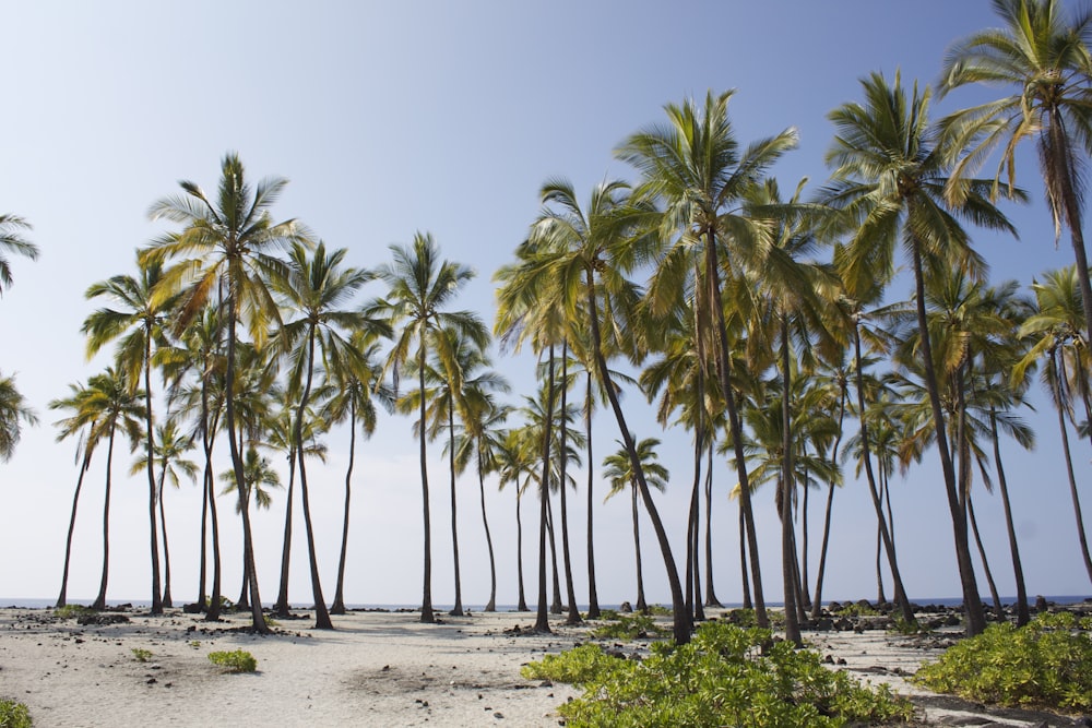 green coconut trees near ocean