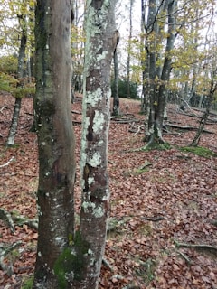 A diverse group of trees showcasing different bark textures.