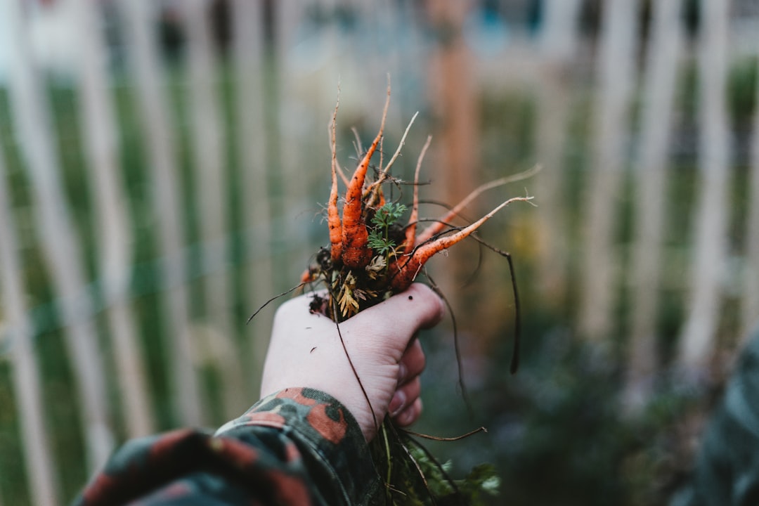 person holding orange roots