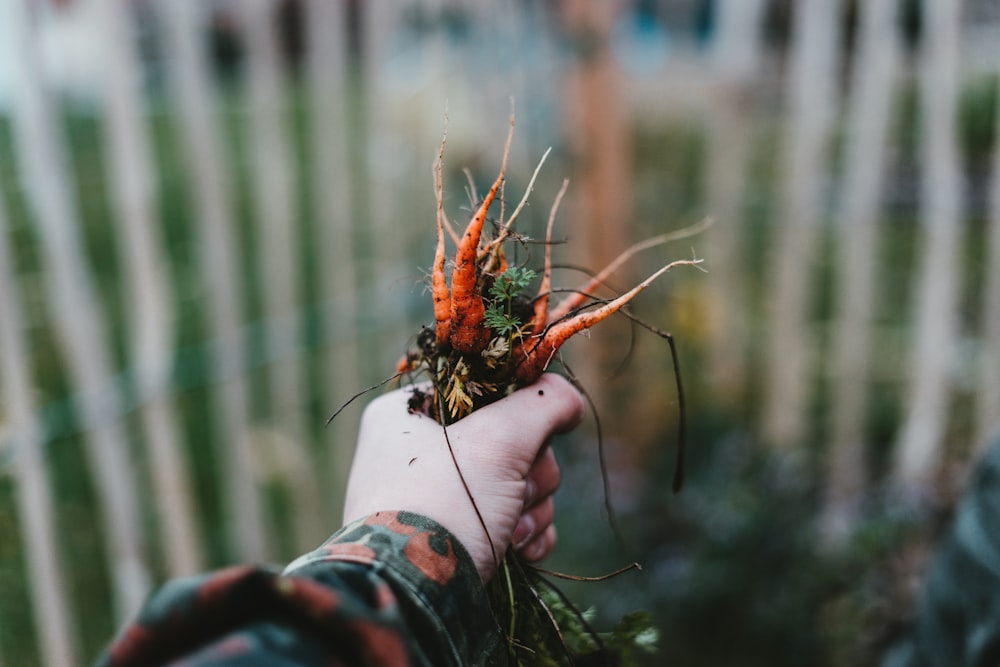 person holding orange roots