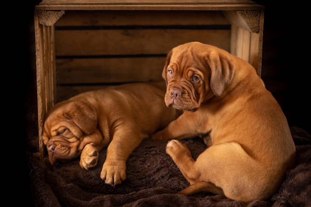 two brown short coat medium ddogs