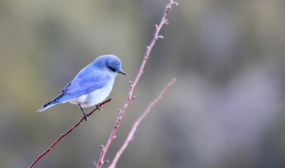 青と白の鳥の写真