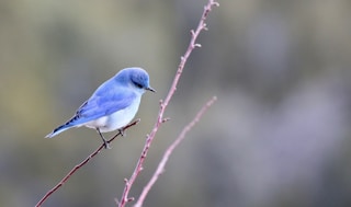 blue and white bird photography