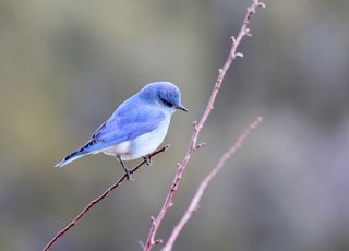 blue and white bird photography