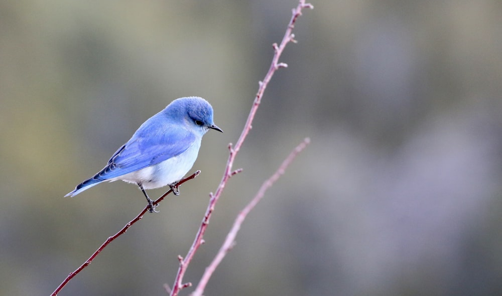 Fotografia di uccelli blu e bianchi