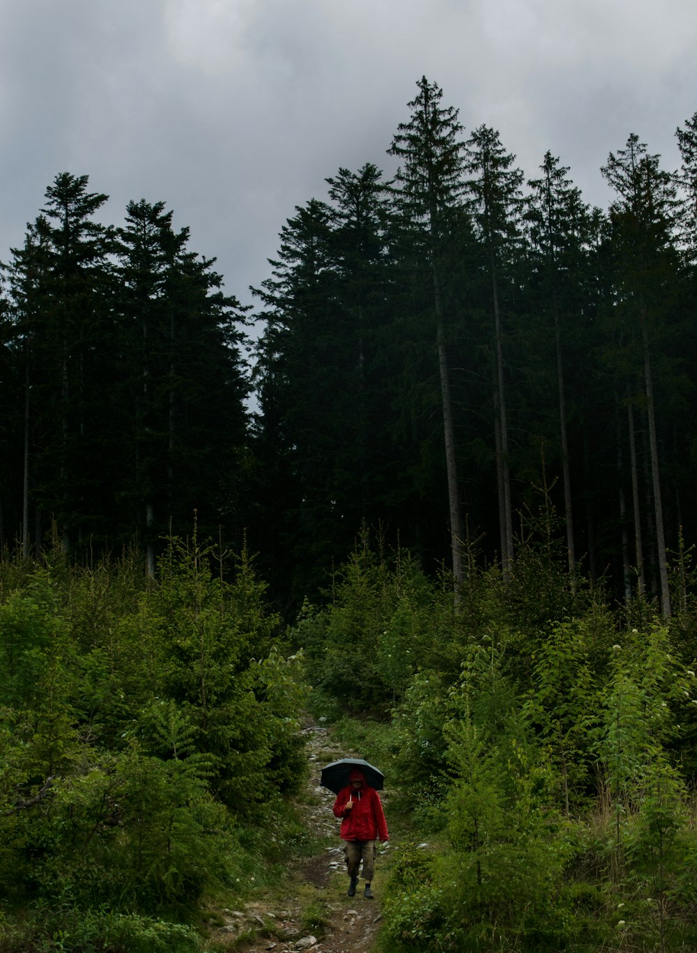 person walking downhill near bushes