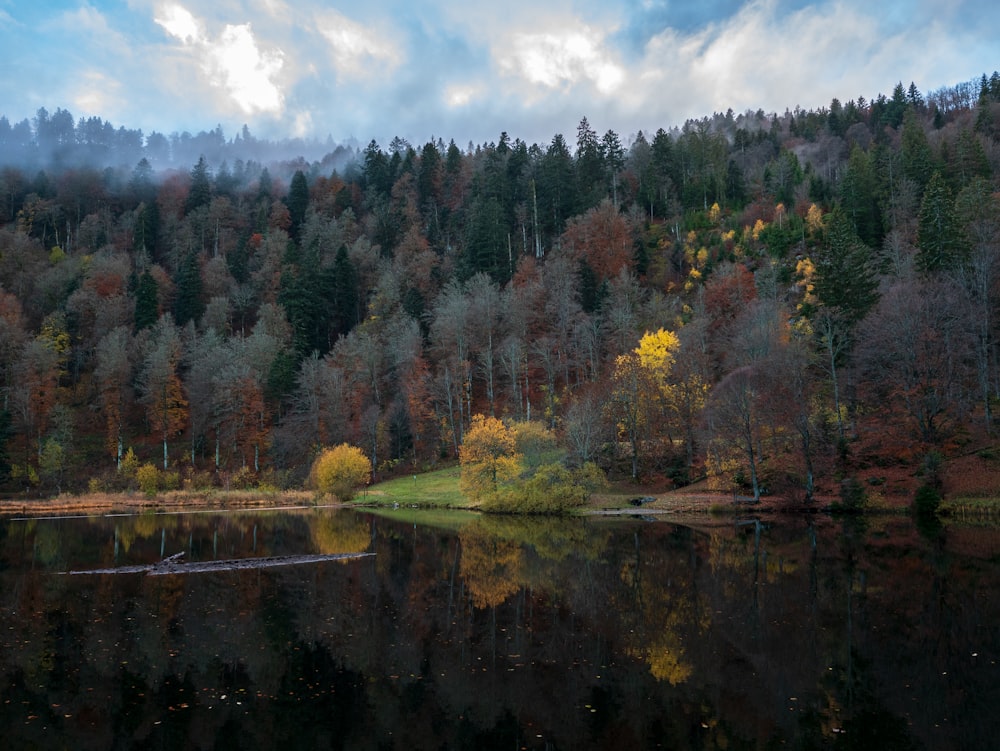 alberi verdi e marroni vicino allo specchio d'acqua