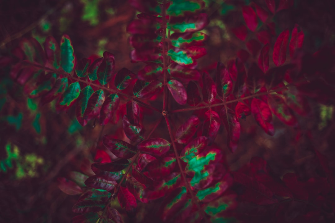 red and green plant