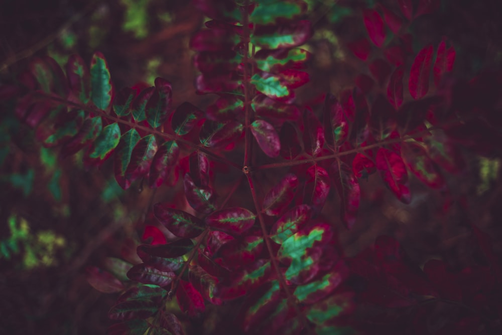 red and green plant