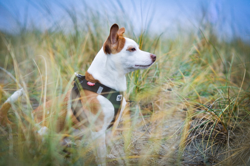 selective focus photography of white and brown dog sitting on green grass