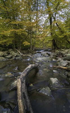 A serene outdoor scene with a journal resting on a tree stump beside a flowing stream.