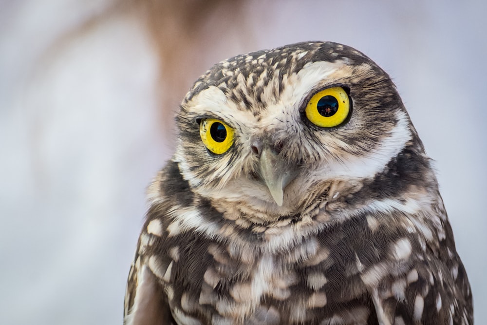 selective focus photography of owl with yellow eyes