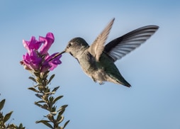 hummingbird pecking on purple petaled flower