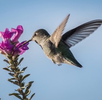 hummingbird pecking on purple petaled flower