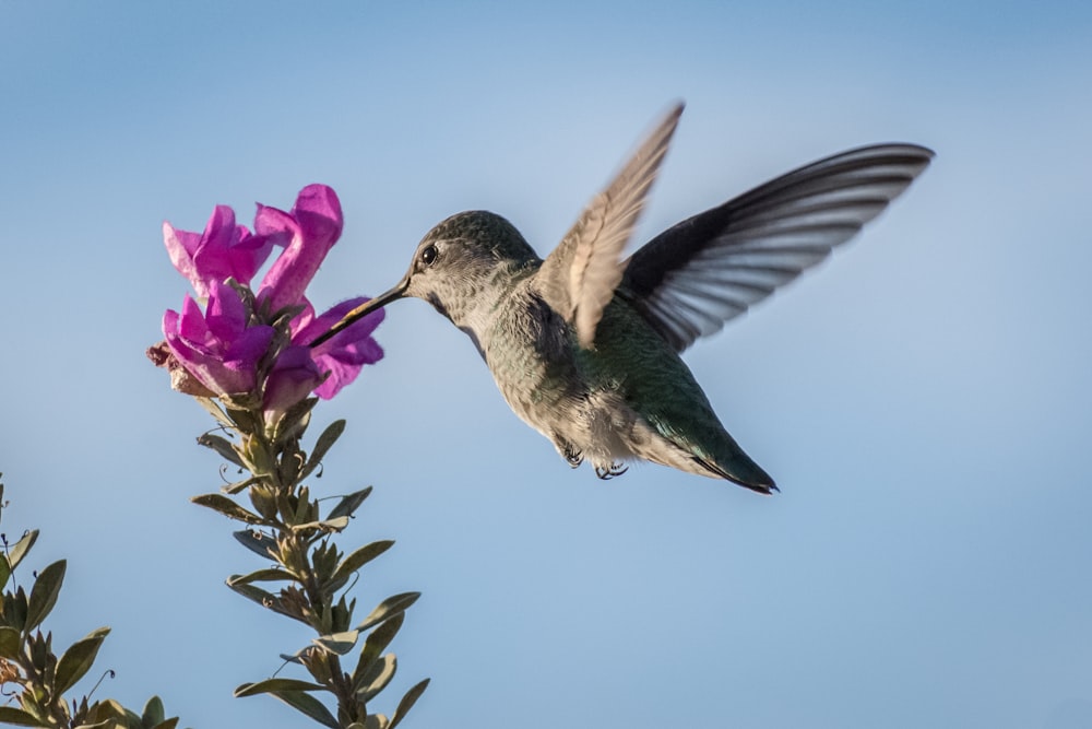 colibri picorant sur une fleur à pétales violets