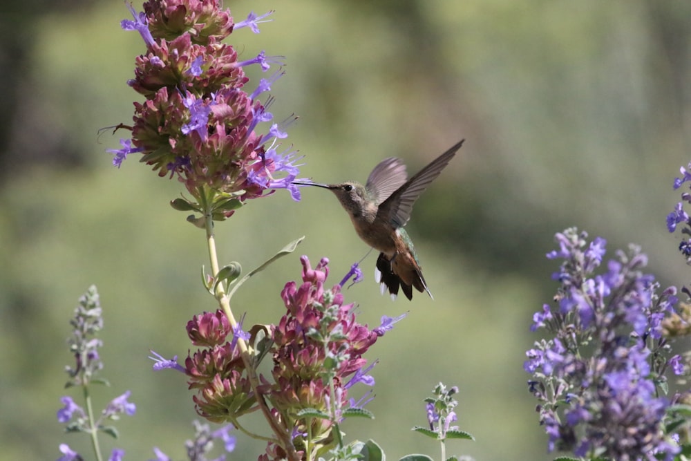 花のそばの茶色の鳥