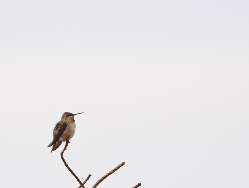 bird perched on brancg