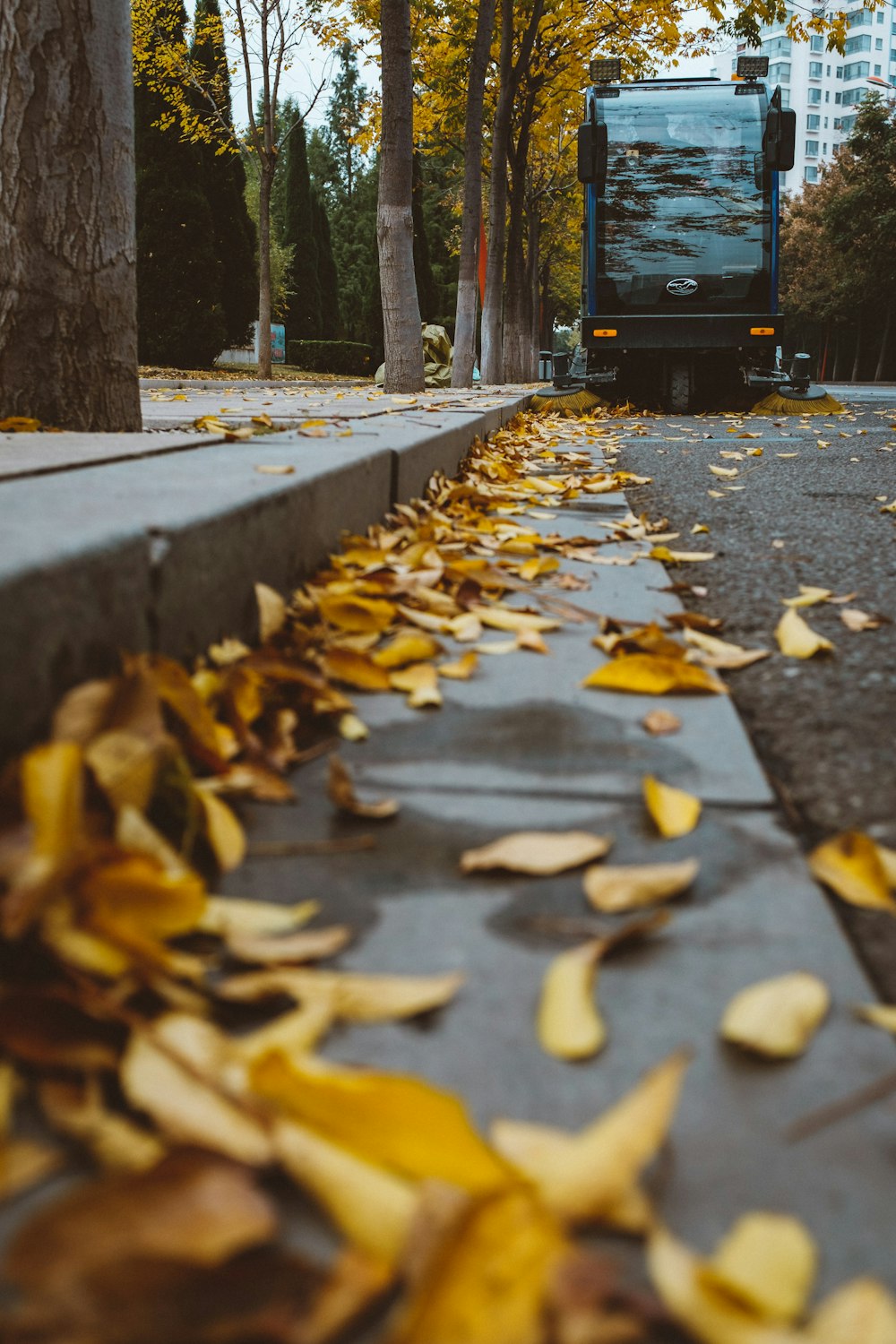 selective focus photography of leaves on sidewalk